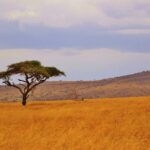Uma acácia-guarda-chuva isolada em uma planície de capim dourado, com colinas arborizadas no horizonte