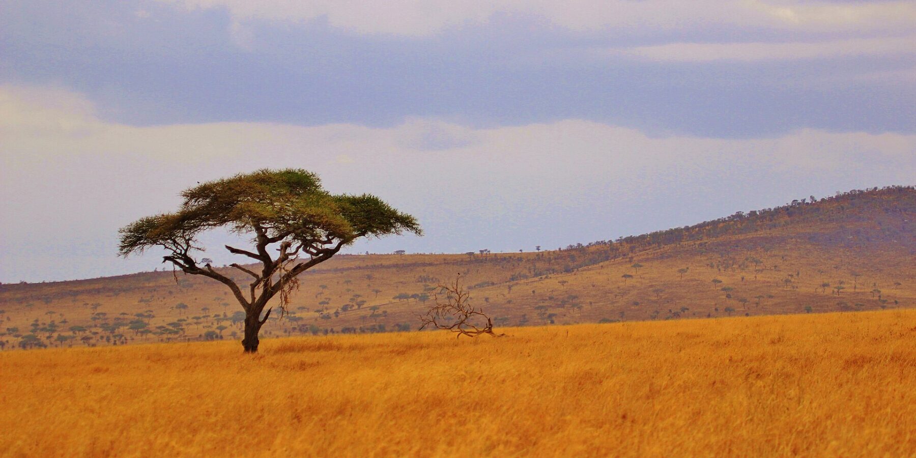 Uma acácia-guarda-chuva isolada em uma planície de capim dourado, com colinas arborizadas no horizonte
