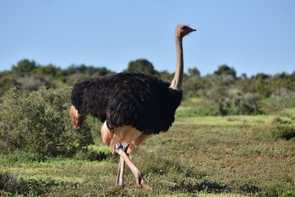 Um avestruz macho de plumagem preta, com as pontas das asas e a cauda bege-claras, caminha na grama rasteira com o longo pescoço cinza erguido, a mata baixa atrás sob um céu azul