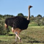 Um avestruz macho de plumagem preta, com as pontas das asas e a cauda bege-claras, caminha na grama rasteira com o longo pescoço cinza erguido, a mata baixa atrás sob um céu azul
