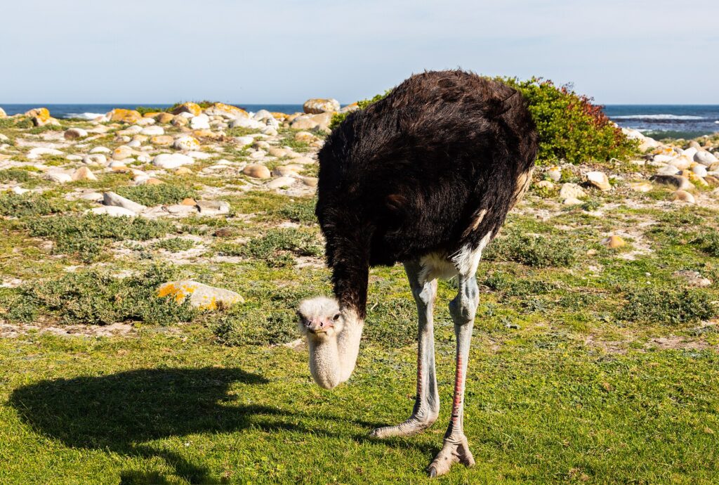 Um avestruz macho inclina a cabeça para o capim baixo, de plumagem preta, pescoço cinza-azulado e pernas avermelhadas, com rochas claras e o oceano atrás