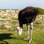 Um avestruz macho inclina a cabeça para o capim baixo, de plumagem preta, pescoço cinza-azulado e pernas avermelhadas, com rochas claras e o oceano atrás