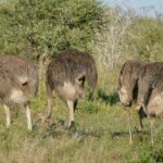 Quatro avestruzes fêmeas de plumagem marrom-acinzentada pastam de cabeça baixa no capim verde diante de uma acácia, e uma delas levanta o pescoço