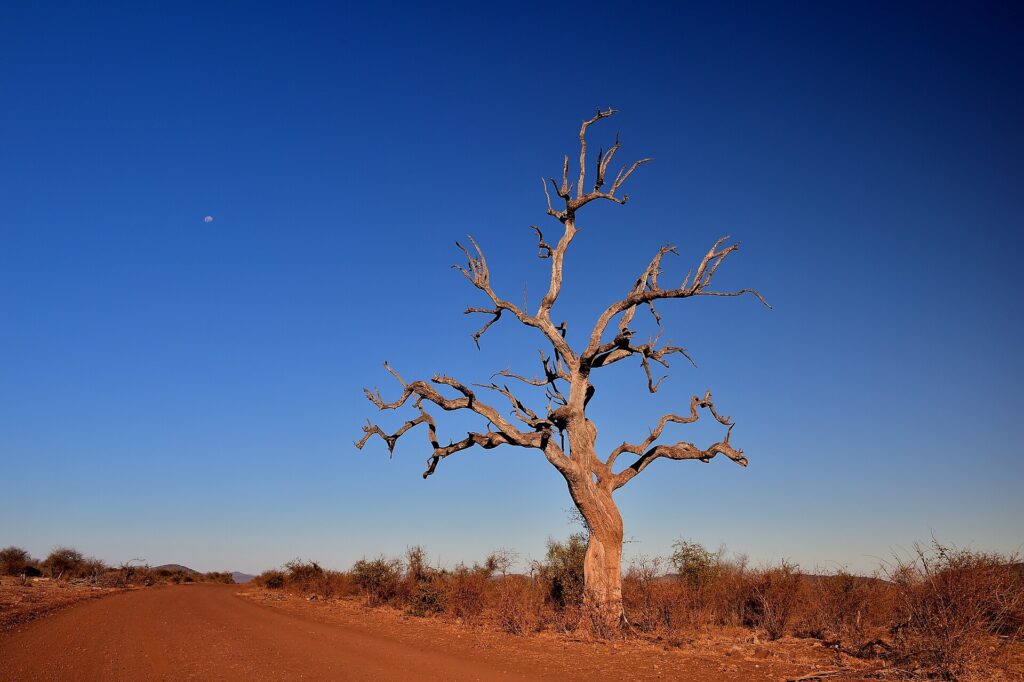 Uma árvore-de-chumbo morta, de galhos nus, de pé à beira de uma trilha de terra vermelha, com a lua em um céu azul-escuro de época seca