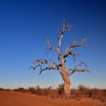 Uma árvore-de-chumbo morta, de galhos nus, de pé à beira de uma trilha de terra vermelha, com a lua em um céu azul-escuro de época seca