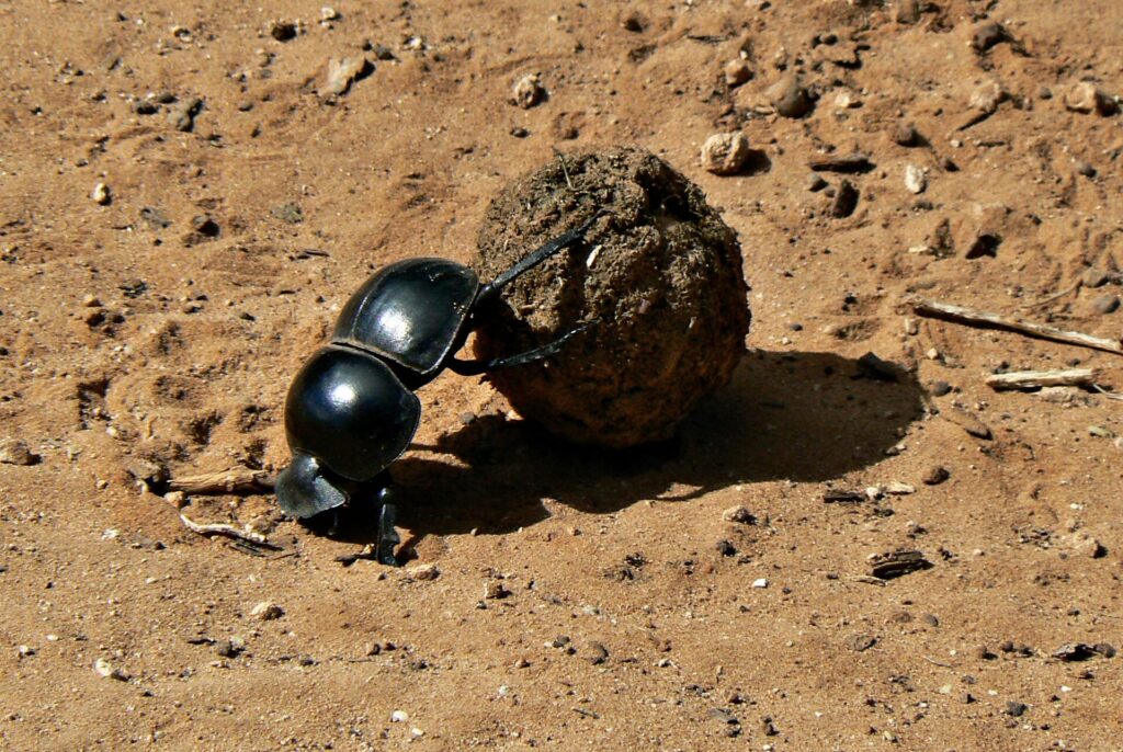 Um rola-bosta preto e brilhante empurra com as patas traseiras uma bola de esterco maior do que ele na terra vermelha de uma trilha