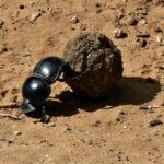 Um rola-bosta preto e brilhante empurra com as patas traseiras uma bola de esterco maior do que ele na terra vermelha de uma trilha