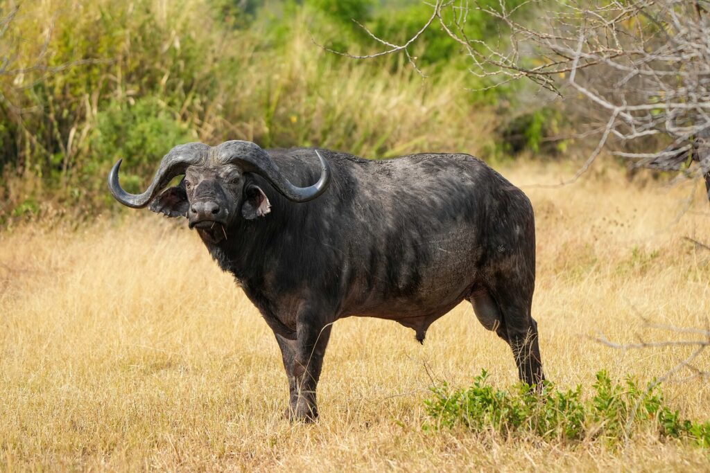 Um búfalo macho de pé, de perfil, no capim amarelo, com a cabeça virada para a câmera, chifres grossos e orelhas com franjas