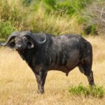 Um búfalo macho de pé, de perfil, no capim amarelo, com a cabeça virada para a câmera, chifres grossos e orelhas com franjas