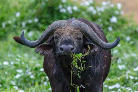 Um búfalo de frente, com os chifres em capacete soldados na testa e um talo verde na boca, cercado de moscas