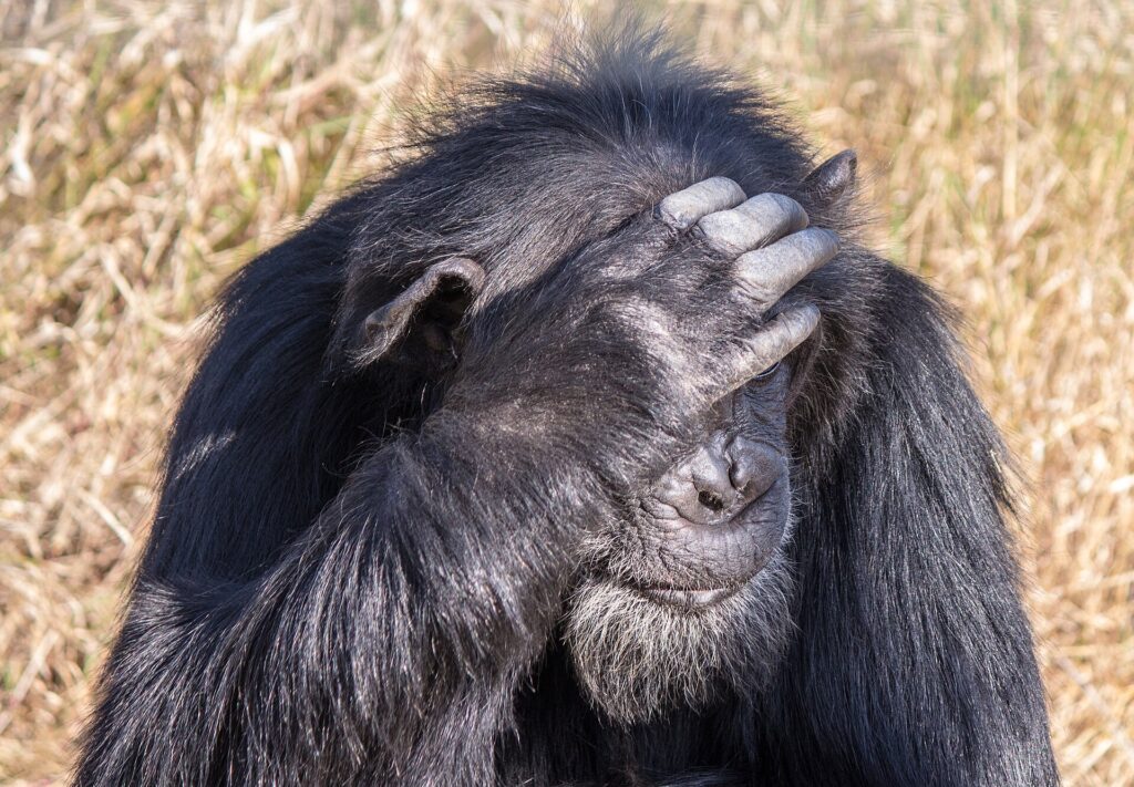 Close de um chimpanzé velho de barba grisalha, com a mão apoiada na testa diante dos olhos e capim seco atrás