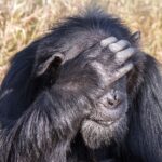 Close de um chimpanzé velho de barba grisalha, com a mão apoiada na testa diante dos olhos e capim seco atrás