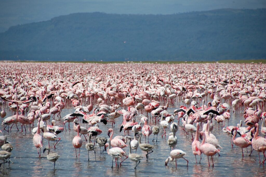 Milhares de flamingos-pequenos cor-de-rosa, com alguns jovens cinzentos, cobrem a água rasa do lago até o horizonte diante de colinas escuras