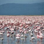 Milhares de flamingos-pequenos cor-de-rosa, com alguns jovens cinzentos, cobrem a água rasa do lago até o horizonte diante de colinas escuras