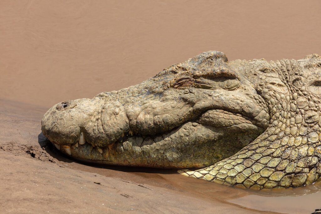 Close da cabeça de um crocodilo-do-nilo apoiada na areia molhada, de olho fechado, com os dentes para fora da mandíbula e a água marrom atrás