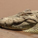 Close da cabeça de um crocodilo-do-nilo apoiada na areia molhada, de olho fechado, com os dentes para fora da mandíbula e a água marrom atrás