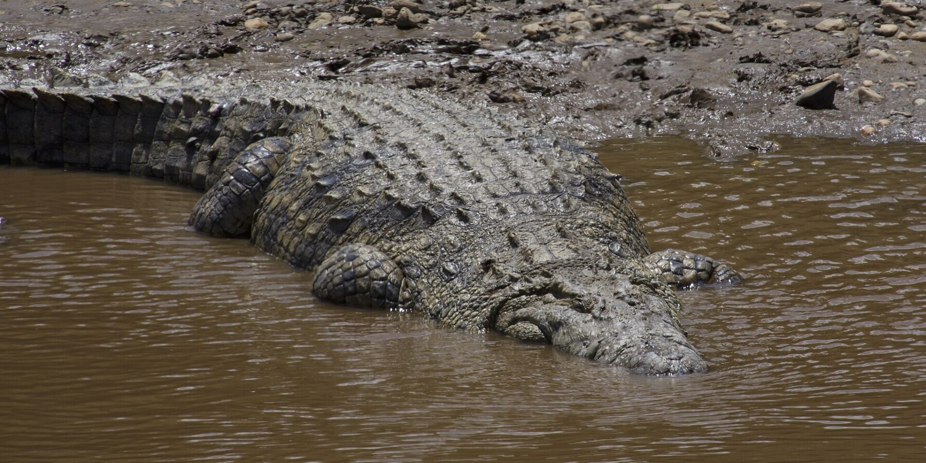 Um grande crocodilo-do-nilo desliza de uma margem de lama e seixos para a água marrom, o dorso couraçado visto de cima, a cabeça já submersa