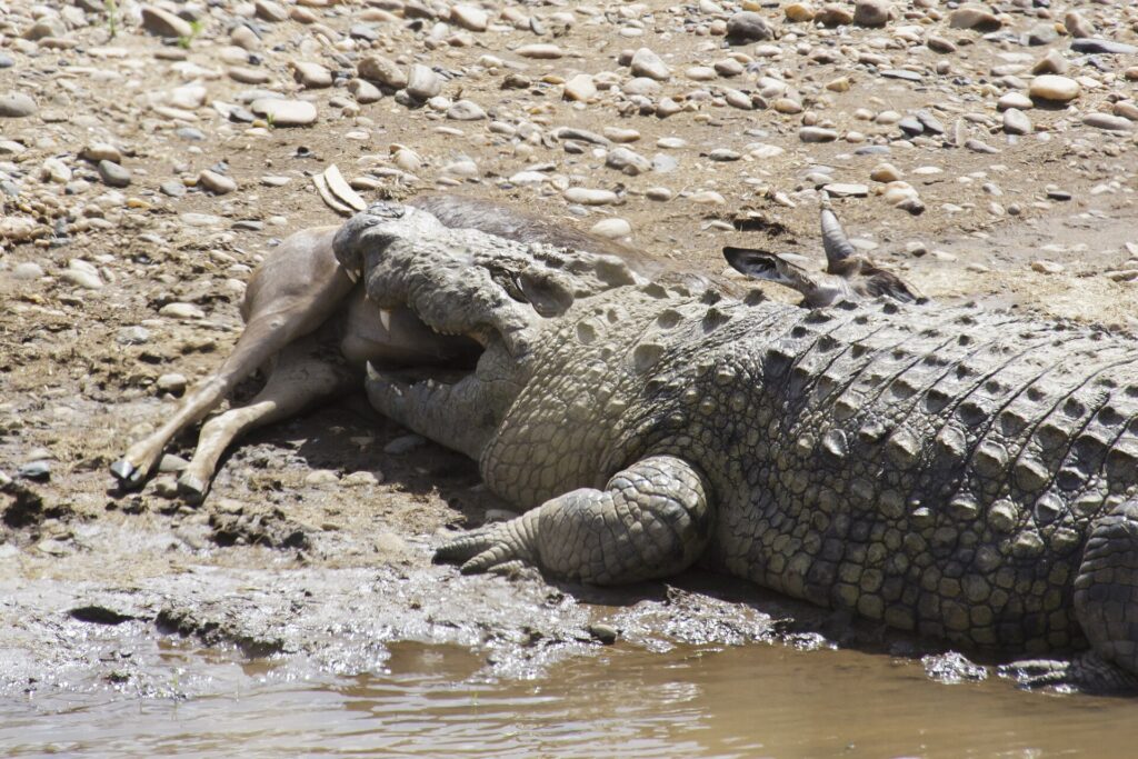 Um crocodilo-do-nilo deitado em uma margem de seixos segura um antílope morto na boca, com as patas da presa ainda visíveis