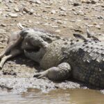 Um crocodilo-do-nilo deitado em uma margem de seixos segura um antílope morto na boca, com as patas da presa ainda visíveis