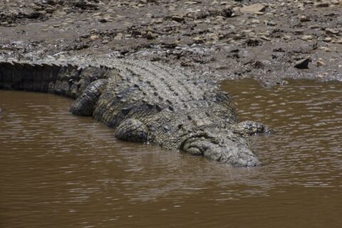 Um grande crocodilo-do-nilo desliza de uma margem de lama e seixos para a água marrom, o dorso couraçado visto de cima, a cabeça já submersa
