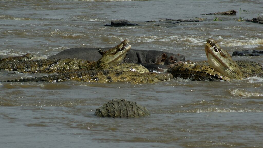 Cinco crocodilos-do-nilo de mandíbulas abertas se aglomeram na água barrenta do rio, com um hipopótamo atrás deles