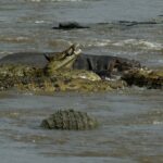 Cinco crocodilos-do-nilo de mandíbulas abertas se aglomeram na água barrenta do rio, com um hipopótamo atrás deles
