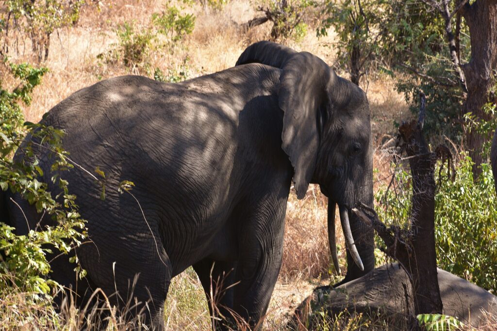 Um elefante de três quartos no capim alto e seco, com a orelha aberta e as presas visíveis, à sombra das árvores