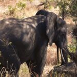 Um elefante de três quartos no capim alto e seco, com a orelha aberta e as presas visíveis, à sombra das árvores