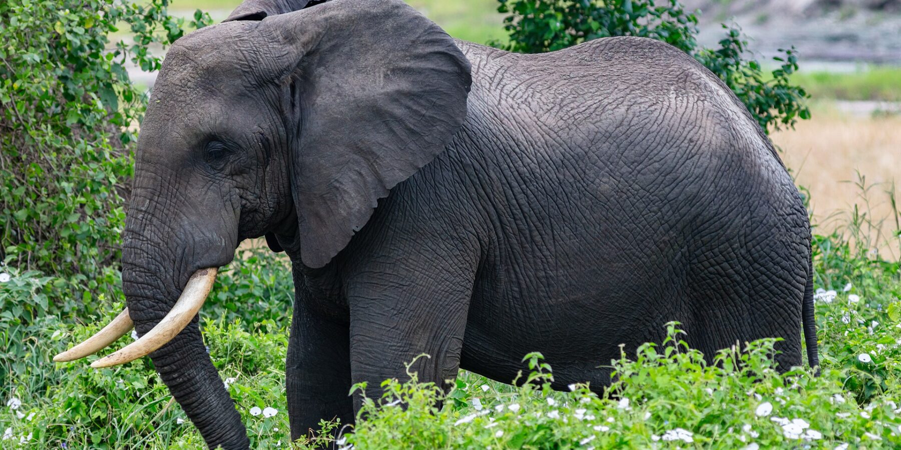 Um elefante de perfil em uma vegetação verde com flores brancas, de orelha aberta e presas curvadas para a frente