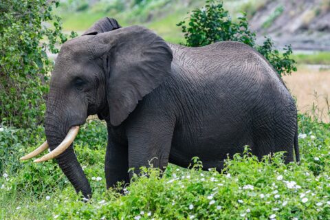 Um elefante de perfil em uma vegetação verde com flores brancas, de orelha aberta e presas curvadas para a frente