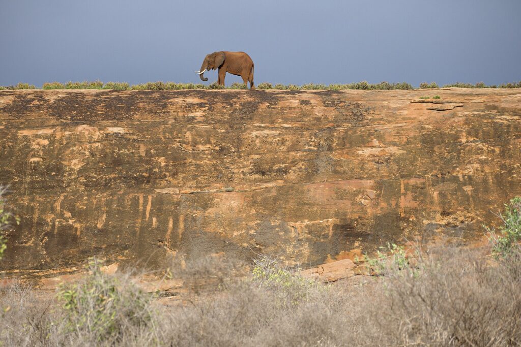 Um elefante sozinho caminha no alto de uma grande laje de rocha ocre, recortado contra um céu de tempestade cinza-azulado