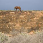 Um elefante sozinho caminha no alto de uma grande laje de rocha ocre, recortado contra um céu de tempestade cinza-azulado