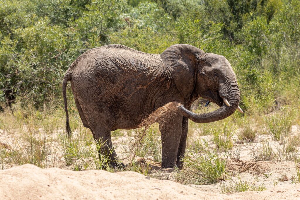Um elefante de pé na areia do leito de um rio seco joga areia no flanco com a tromba, com a mata verde atrás dele