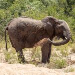 Um elefante de pé na areia do leito de um rio seco joga areia no flanco com a tromba, com a mata verde atrás dele