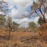 Cinco elefantes caminham em fila ao longe em uma floresta aberta de miombo de folhas avermelhadas, sob um céu carregado de nuvens