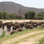 Uma grande manada de elefantes atravessa o rio marrom a vau diante de uma margem de areia, com palmeiras-doum e uma colina rochosa atrás
