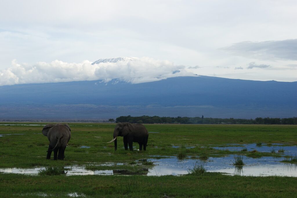 Dois elefantes em um pântano alagado de capim verde, um de costas e o outro de perfil, com o pico branco do Kilimanjaro acima de uma faixa de nuvens