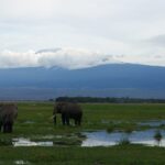 Dois elefantes em um pântano alagado de capim verde, um de costas e o outro de perfil, com o pico branco do Kilimanjaro acima de uma faixa de nuvens
