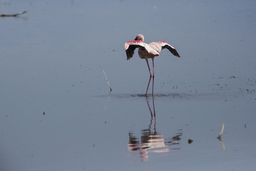 Um flamingo-pequeno sozinho na água cinza estica as asas carmim e pretas, com o bico vermelho-escuro dobrado contra o pescoço e o reflexo embaixo dele
