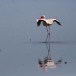 Um flamingo-pequeno sozinho na água cinza estica as asas carmim e pretas, com o bico vermelho-escuro dobrado contra o pescoço e o reflexo embaixo dele