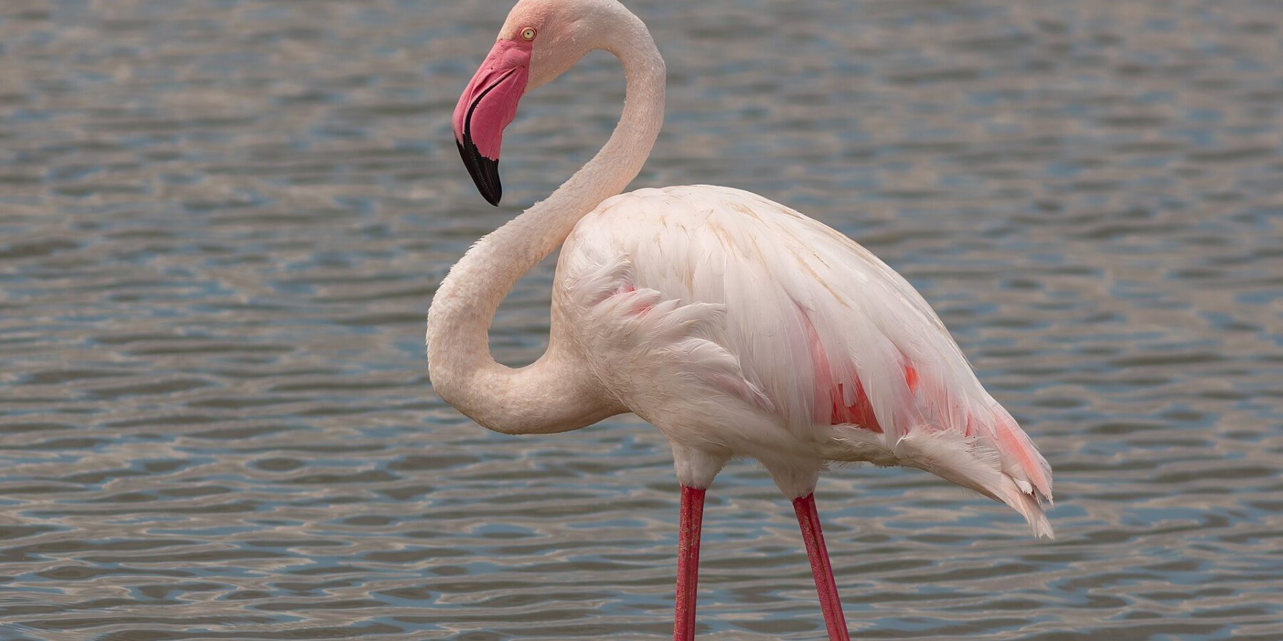 Um flamingo-comum de pé na água rasa, de plumagem branco-rosada, asas com bordas vermelhas e bico rosa de ponta preta curvado em direção ao pescoço