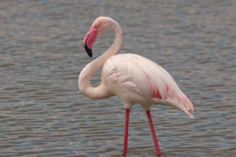 Um flamingo-comum de pé na água rasa, de plumagem branco-rosada, asas com bordas vermelhas e bico rosa de ponta preta curvado em direção ao pescoço