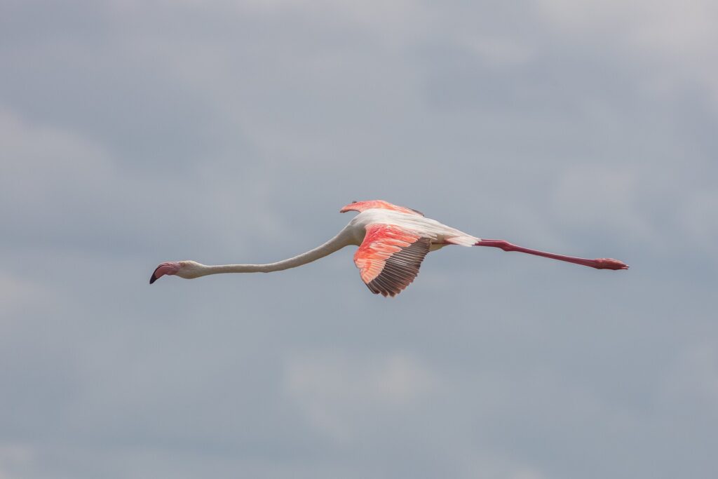 Um flamingo em voo, com o pescoço esticado e as asas vermelhas e pretas abertas contra um céu cinza
