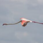 Um flamingo em voo, com o pescoço esticado e as asas vermelhas e pretas abertas contra um céu cinza