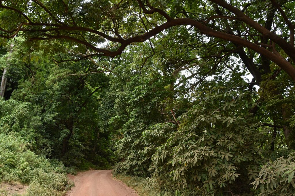 Uma trilha de terra vermelha passa sob a abóbada de grandes árvores da floresta
