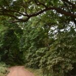 Uma trilha de terra vermelha passa sob a abóbada de grandes árvores da floresta