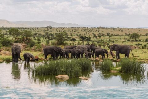 Uma manada de elefantes no poço d'água, vista da piscina de borda infinita do Four Seasons Safari Lodge Serengeti