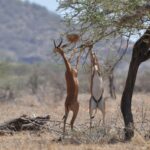 Dois gerenuks de pé sobre as patas traseiras comem os galhos de uma acácia, o macho com chifres à esquerda e colinas desfocadas ao fundo