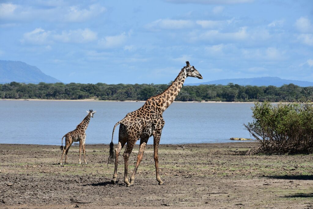 Uma girafa adulta e um filhote caminham na margem lamacenta de um lago, com uma floresta de palmeiras do outro lado