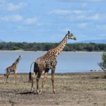 Uma girafa adulta e um filhote caminham na margem lamacenta de um lago, com uma floresta de palmeiras do outro lado